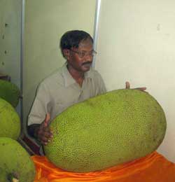 Jackfruits in Kerala are huge and tastey