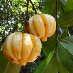 Kudampuli or Kodampuli or Gambooge fruit - scientific name: Garcinia Cambogia